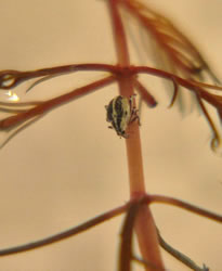 Eurasian water-milfoil weevil -Volunteer Today - Click to enlarge. Eurasian water-milfoil weevil -Volunteer Today - Click to enlarge.