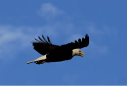 Moen Lake Chain - Where beaiutiful wildlife abounds - Click to enlarge Moen Lake Chain - Where beaiutiful wildlife abounds - Click to enlarge