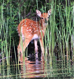 Moen Lake Chain - Where beaiutiful wildlife abounds - Click to enlarge Moen Lake Chain - Where beaiutiful wildlife abounds - Click to enlarge