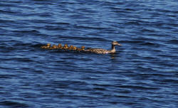 Moen Lake Duck Crossing - Click to enlarge.