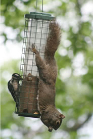 Sharing is caring - Hairy Woodpecker and Grey Squirrel sharing a dining experience. - Click to enlarge.