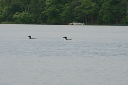 Two loons bobbing about on 5th Lake - Click to enlarge.