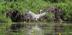 Spread your wings and share your energy - volunteer today - Click to enlarge.