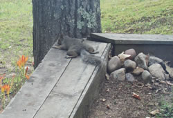 Don't be a lazy squirrel - volunteer today - Click to enlarge.