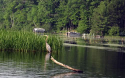 Great Blue Heron standing in shallow water in the channel between Third and Forth Lake - Click to enlarge.
