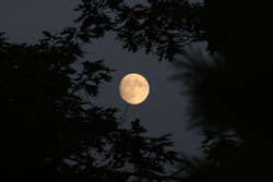 Near full moon from the Moen Lake Chain 2008 - Click to enlarge. Near full moon from the Moen Lake Chain 2008 - Click to enlarge.