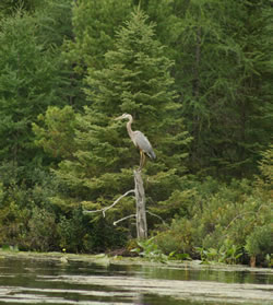 Great Blue Heron sitting on a stump just off Forth Lake in the channel toward Third Lake - Click to enlarge. Great Blue Heron sitting on a stump just off Forth Lake in the channel toward Third Lake - Click to enlarge.
