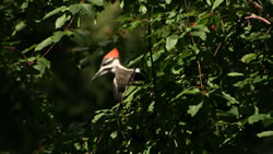 Pileated woodpecker in a cherry tree off of Second Lake - Click to enlarge. Pileated woodpecker in a cherry tree off of Second Lake - Click to enlarge.